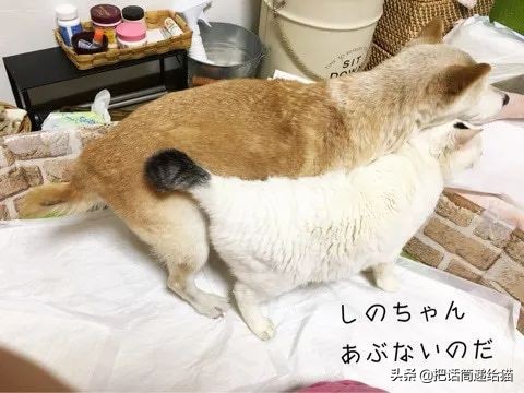当小猫咪遇上大型犬,当小猫咪遇到大狗狗真是太温馨了