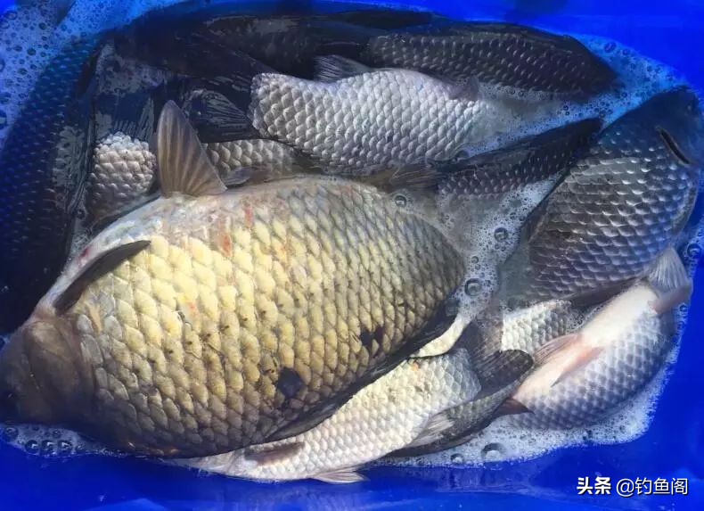 鱼塘放鸡粪为什么钓不到鱼,鱼塘里的鱼反复钓为什么不受伤
