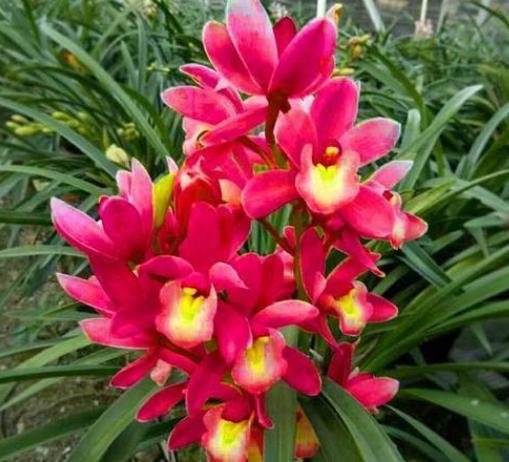 比较贵的兰花品种图片及名称,兰花十大名贵品种有哪些