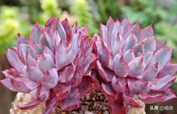 雨后的赫拉特别干净，颜值很赞，让多肉赫拉状态佳，无非做好6点