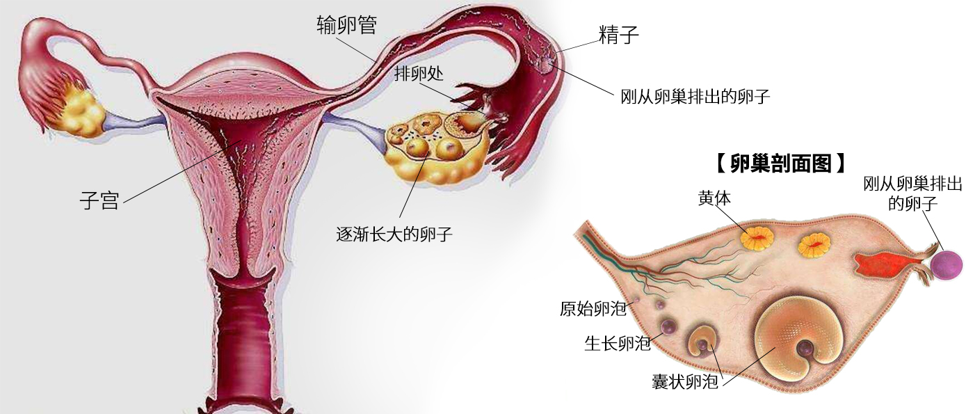 孕7周胚胎发育缓慢怎样才能更好,胎教0-6个月完整版