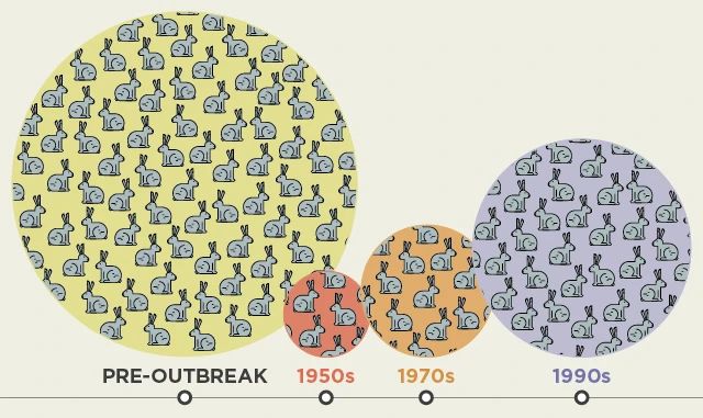 澳洲兔子为什么不用猞猁,澳大利亚兔子成灾为何不引入狼