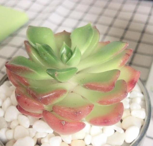 多肉全部颗粒控养,多肉皱巴巴的呈收拢状态