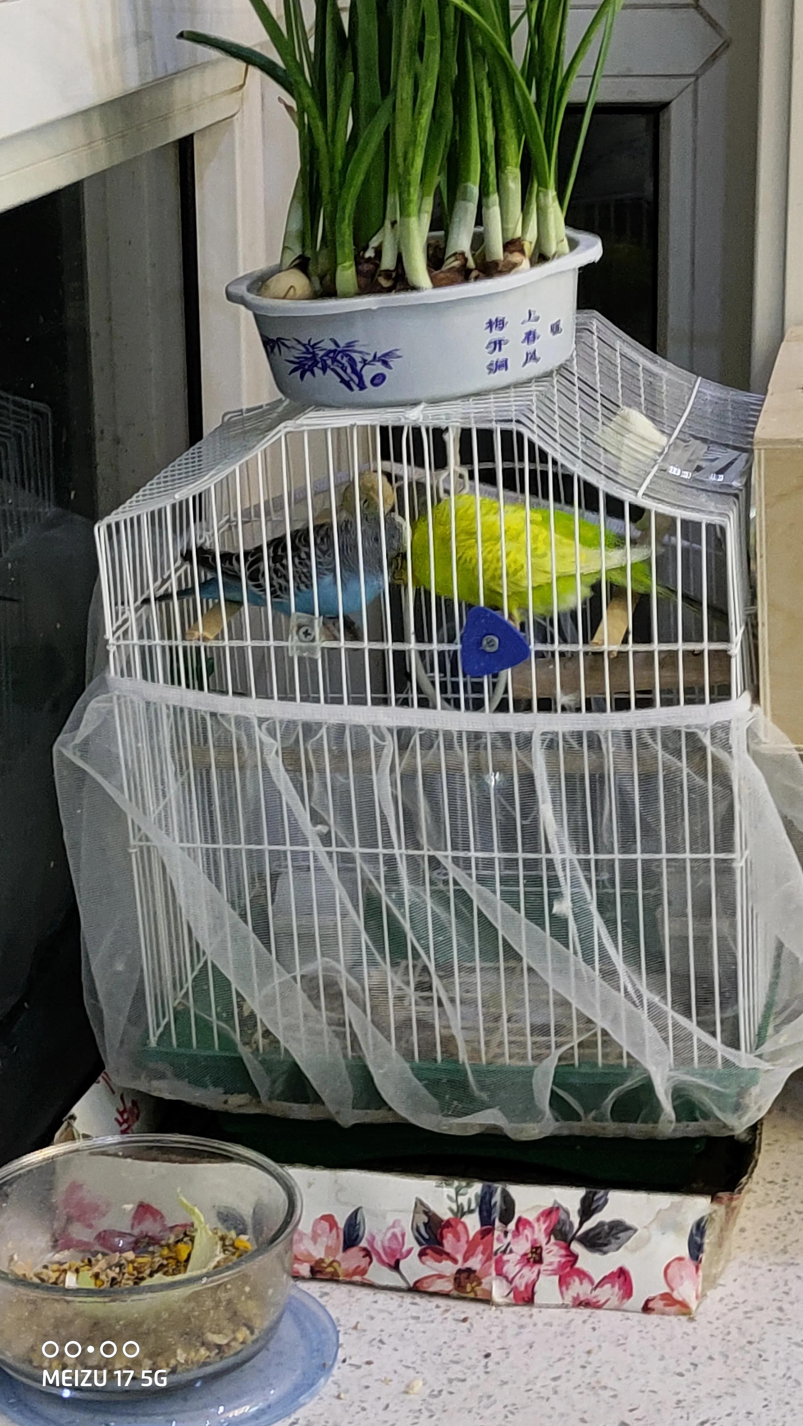 虎皮鹦鹉繁殖,育雏期虎皮鹦鹉喂养