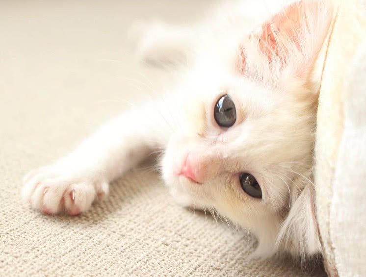 怎样消除猫咪对狗狗的恐惧呢,怎么平衡猫咪和狗狗的关系