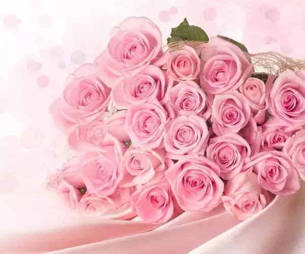 情人节送粉色玫瑰还是红色玫瑰,情人节送白玫瑰的花语和寓意