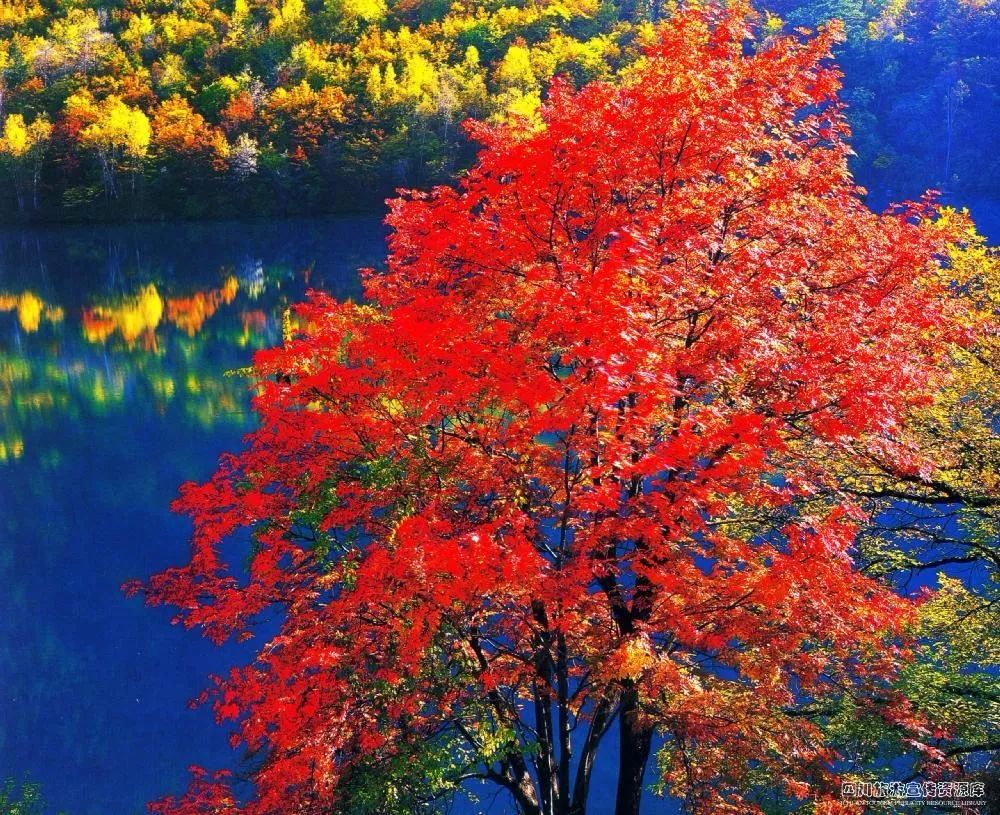 2019九寨沟散客如何进景区,最新九寨沟景区门票免费政策