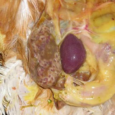 鸡滴虫病症状及治疗,鸡滴虫病的症状和治疗