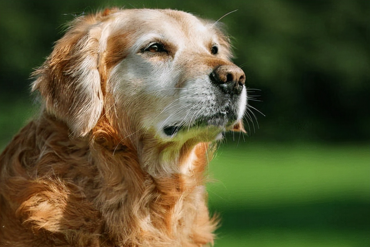 狗狗细小临终前的5个征兆,狗狗在临终前为什么会躲起来