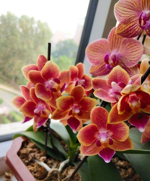 兰花开完花花杆怎么处理掉,兰花谢后怎样剪花梗