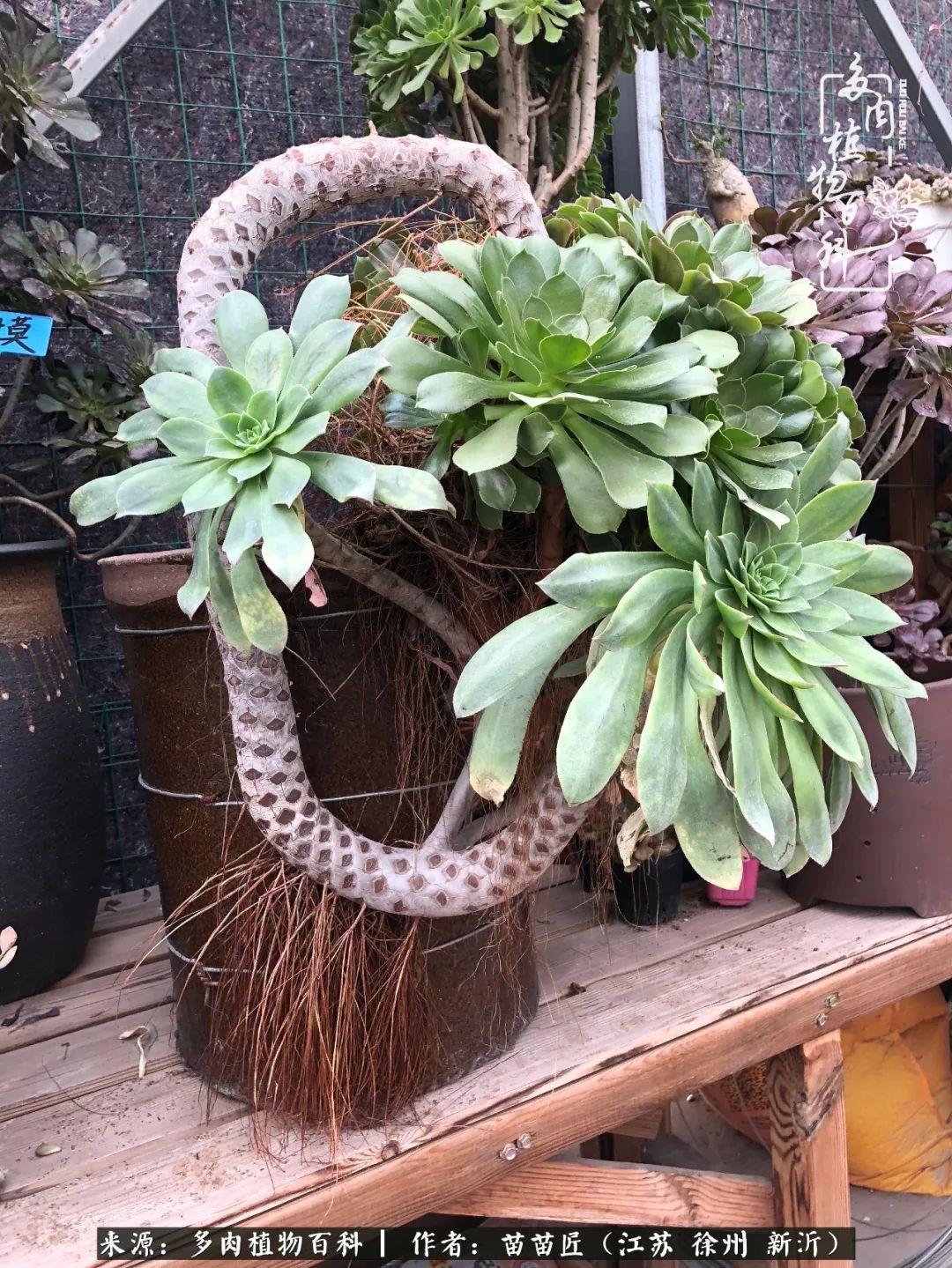 多肉之江湖：众肉友们，修仙渡劫几何了？