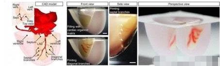 3d打印3种核心技术,3d打印器官最前沿技术