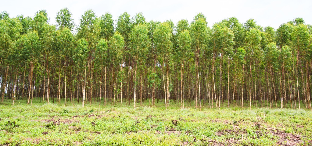 关于发展桉树人工林的意见,我国桉树人工林改造技术研究综述