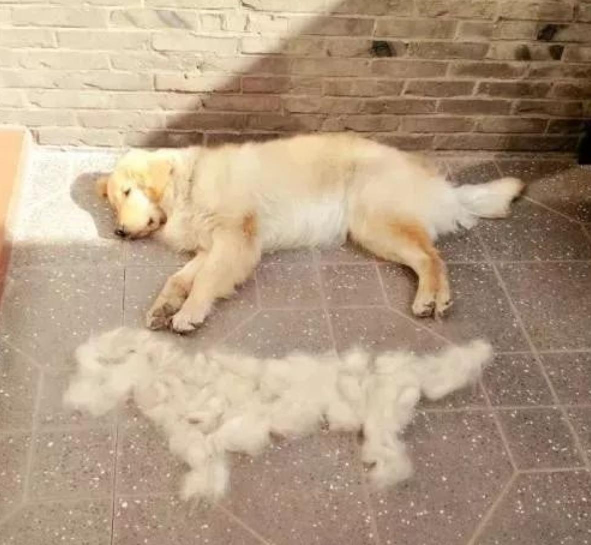 怎么解决狗子狗毛问题,狗飞毛怎么办