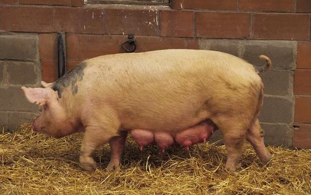 怀孕母猪日常饲养流程,怀孕母猪养殖方法和注意事项