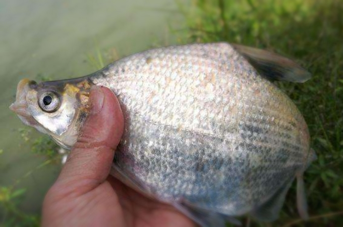 不吹不黑实战,不吹不黑正确评价