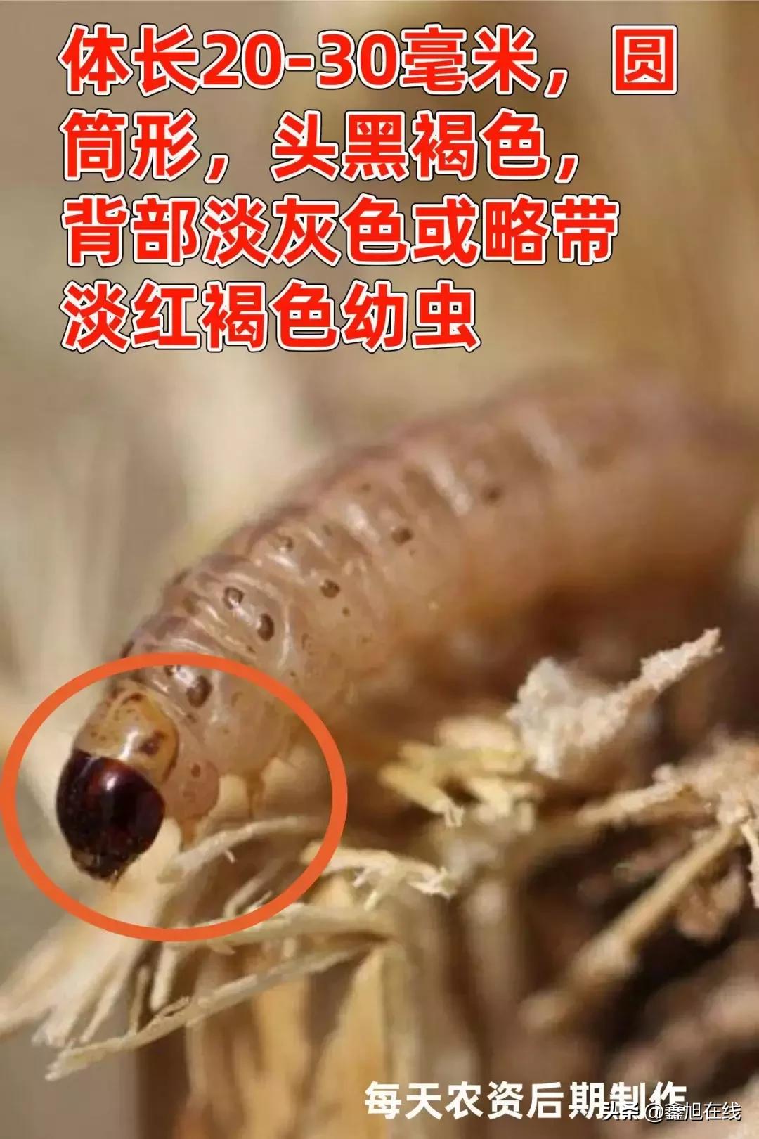 9大肉虫防治，赶紧认清