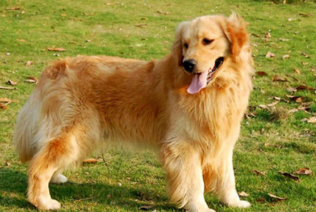 太贪吃！狗狗无意吞下数10只鸭子，主人立刻带它去医院开刀