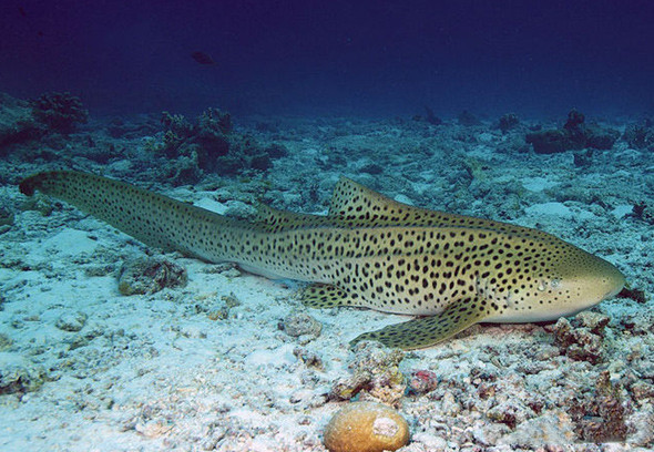观赏淡水小鲨鱼种类及图片,海洋馆鲨鱼的种类名字