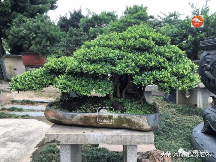 中华蚊母盆景造型,中华蚊母盆景价格