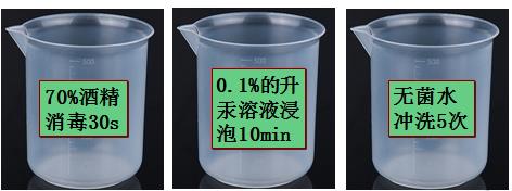 铁皮石斛植物组织培养,植物培养基础知识