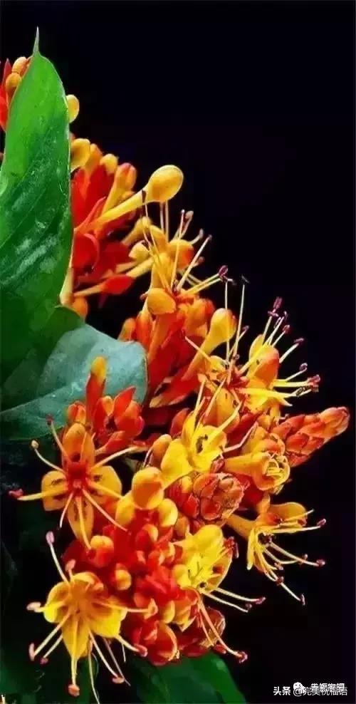 正月初九祝愿大家好运长长久久,正月初九最美好的祝福送给友友们