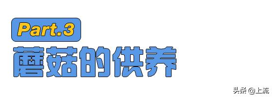为啥俄罗斯大汉总是背着老婆钻树林？