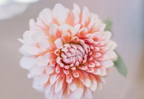 为什么觉得自己的腋臭好闻,腋臭是一种香吗