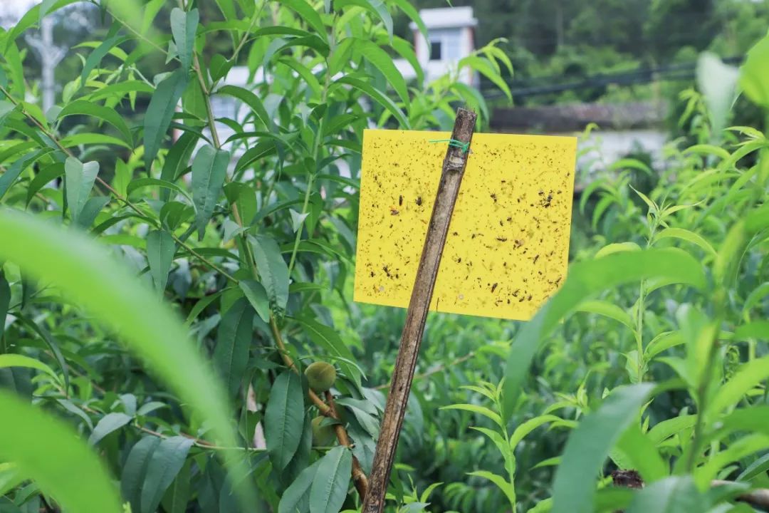 天时、地利、人和，一个深山网红桃的“修成”