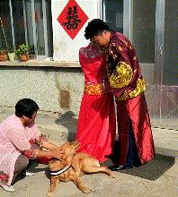 因舍不得主人出嫁，它选择这样做，“不管你去哪，带上我一起！”