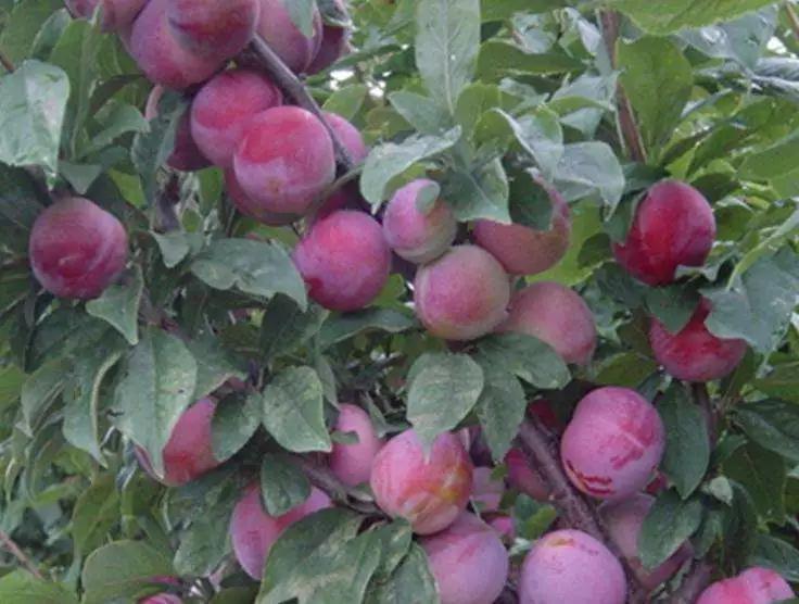 黑巨王李种植密度,黑李子怎么种植高产