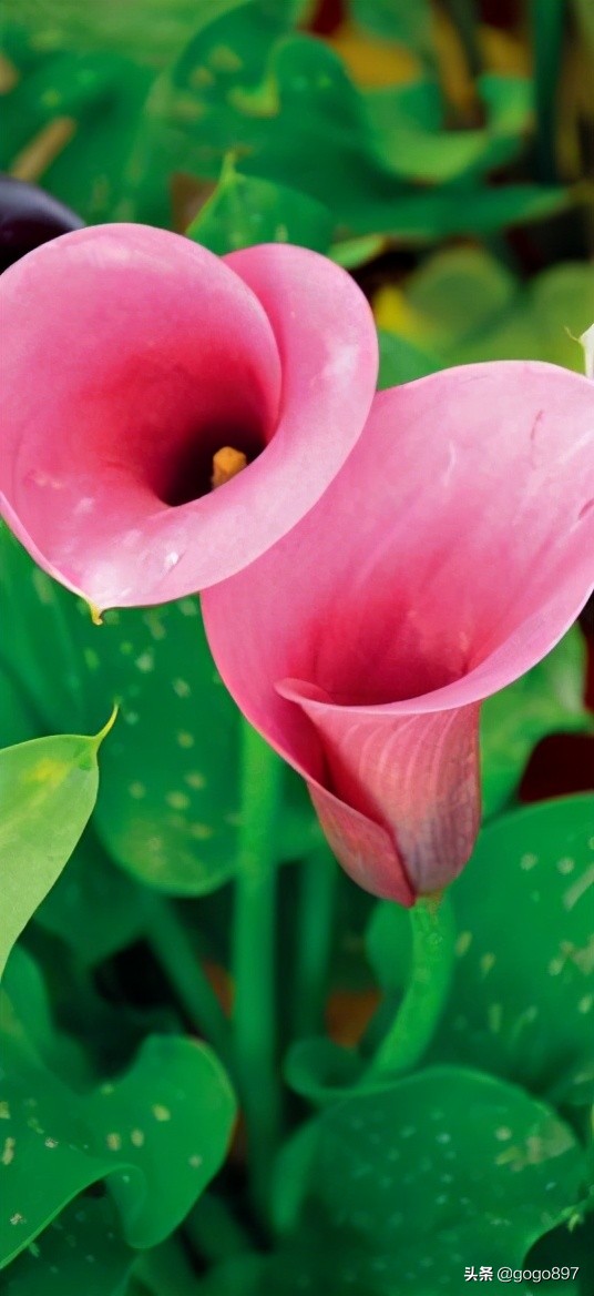 彩色马蹄莲视频,彩色马蹄莲烂叶