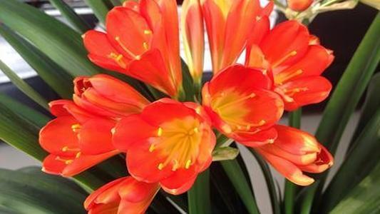 君子兰开花怎么养护和浇水方法,君子兰要开花时怎么浇水最好