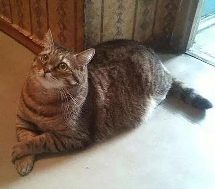 一只灵魂画手遇到猫,分享一组灵魂画手的作品