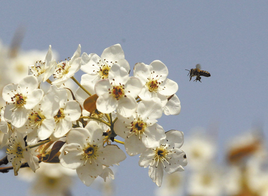 赵县梨花似雪开赞皇蜂农采蜜来