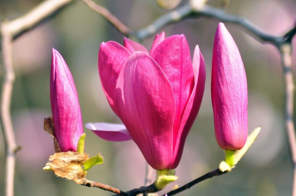 对玉兰花的赞美,我最喜欢的玉兰花