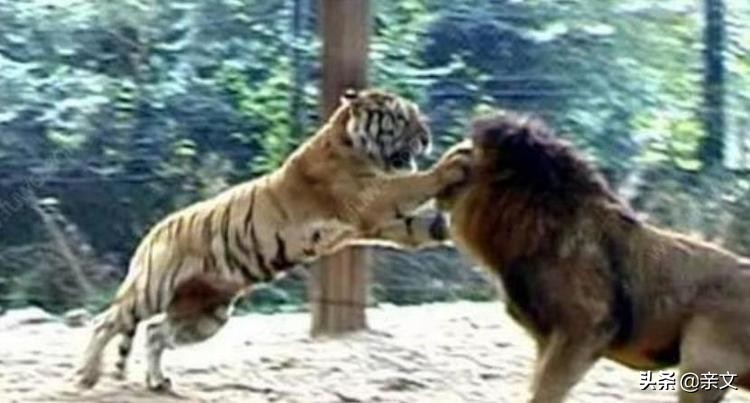 老虎和狮子到底哪个更厉害呢,老虎和狮子到底谁更厉害