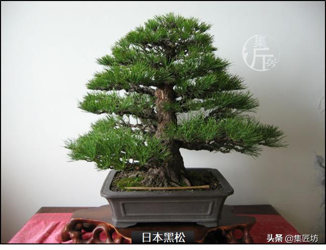 黑松盆景造型实例图解 (小型黑松造型盆景)