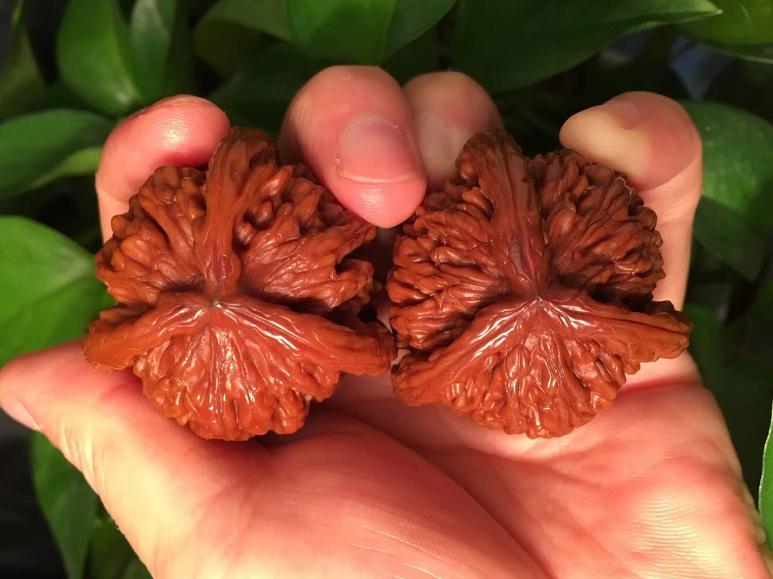 文玩核桃正确盘玩和保养方法,核桃花皮能盘出来吗