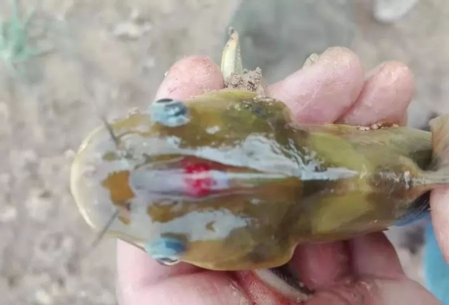 水产什么药预防疾病最好,水产养殖预防大于治疗