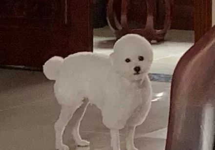 时尚前沿的“贵宾咩咩装”，到底是羊还是狗啊？