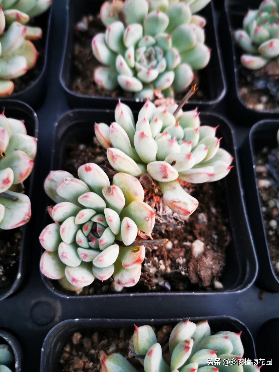 多肉要怎么才容易出状态,秋季阴雨天气多肉怎么养护