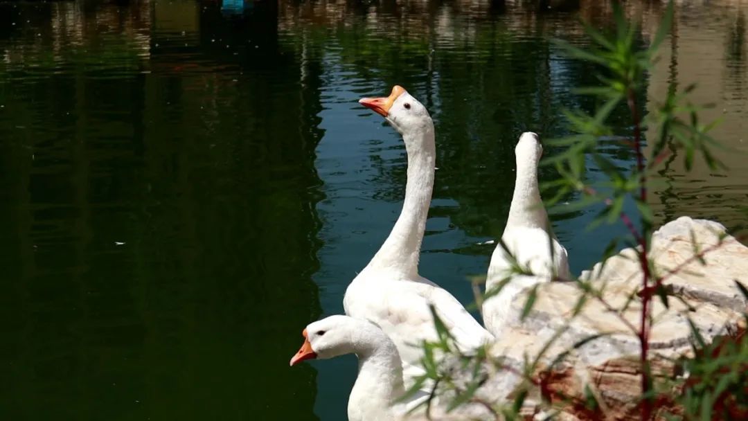 实探一线湖景房,石家庄房产探盘排行榜前十名