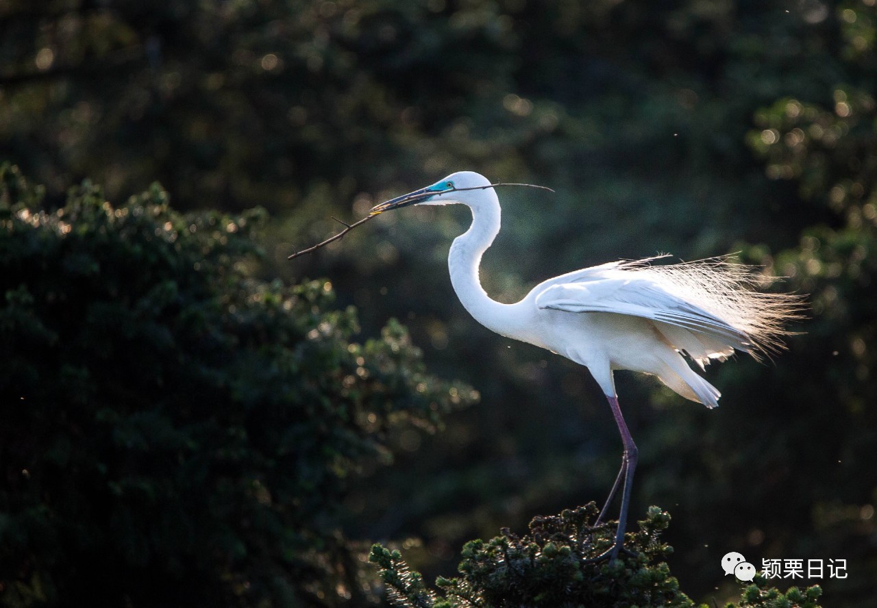 关于白鹭的资料,关于白鹭的资料五年级