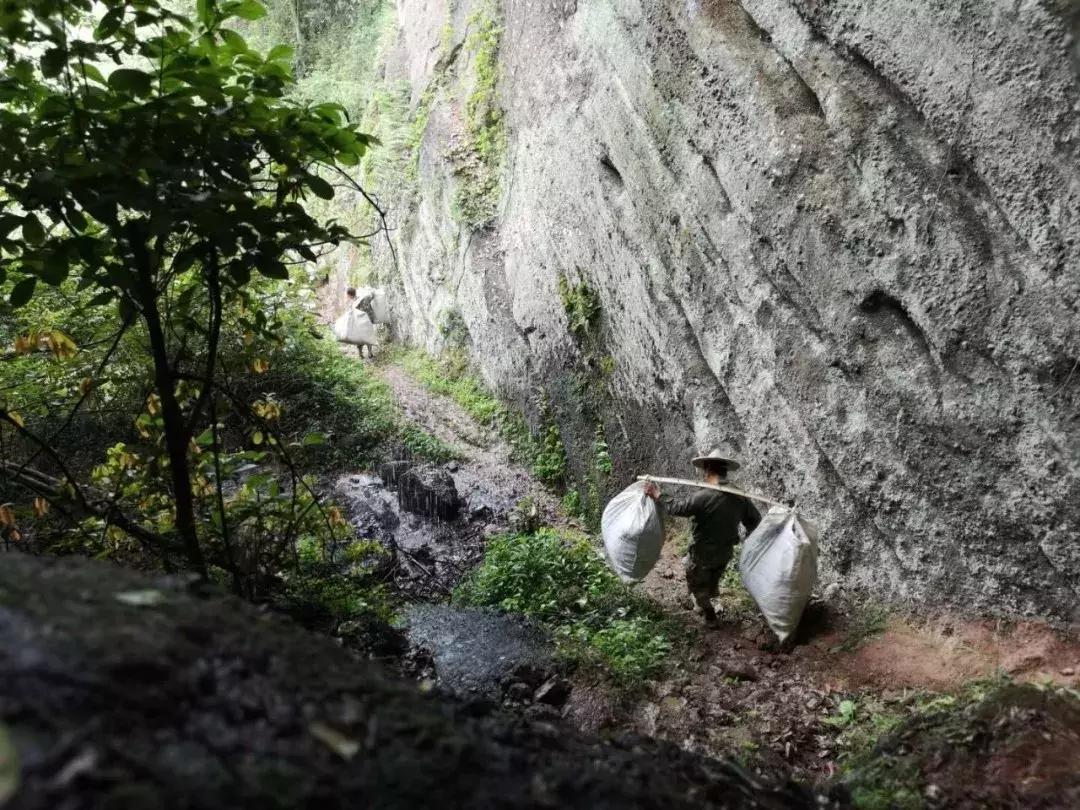 茶百道工作体验真实感受,从事茶行业的自述