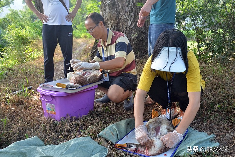 融安县开展2021年动物产品质量安全监督抽检工作