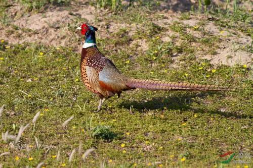 你认识吗丁啉,你认识吗