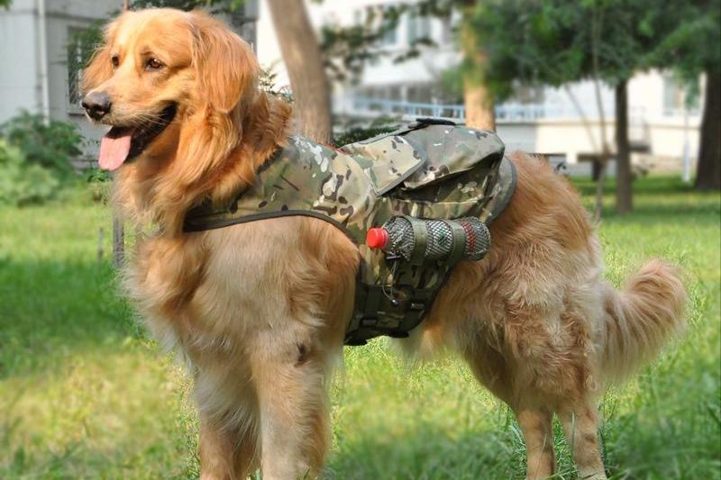 哪种狗最好养最聪明又便宜,宠物市场哪种狗最受欢迎