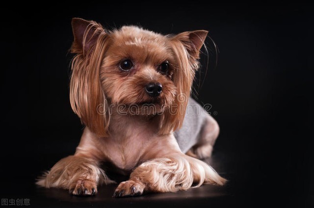 养宠资讯:狗来月经会怎么样