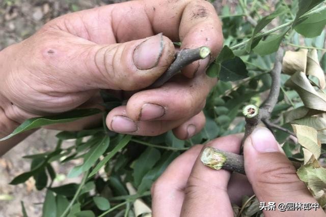 皂角树叶子枯萎发干如何治疗,皂角树掉叶子是什么原因